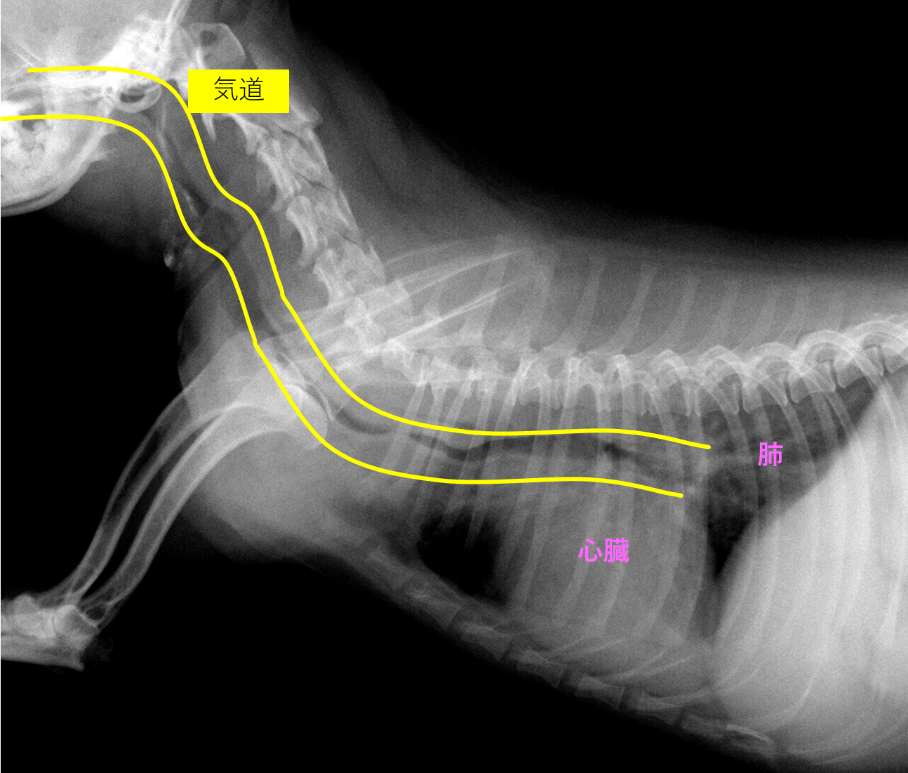 犬のガーガー ブーブー鳴る呼吸って どんなとき 犬の気管虚脱 その症状や予防方法を解説します 市川市 浦安市の動物病院 All動物病院行徳 皮膚科 眼科 犬のガーガー ブーブー鳴る呼吸って どんなとき 犬の気管虚脱 その症状や予防方法を解説します 市川市 浦安市の動物病院 All動物病院行徳 皮膚科 眼科