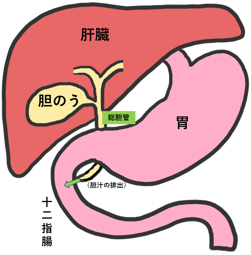 肝臓機能の重要な役割をになう胆のう そんな大事な臓器である胆のうの働きについて解説します 市川市 浦安市の動物病院 All動物病院行徳 皮膚科 眼科