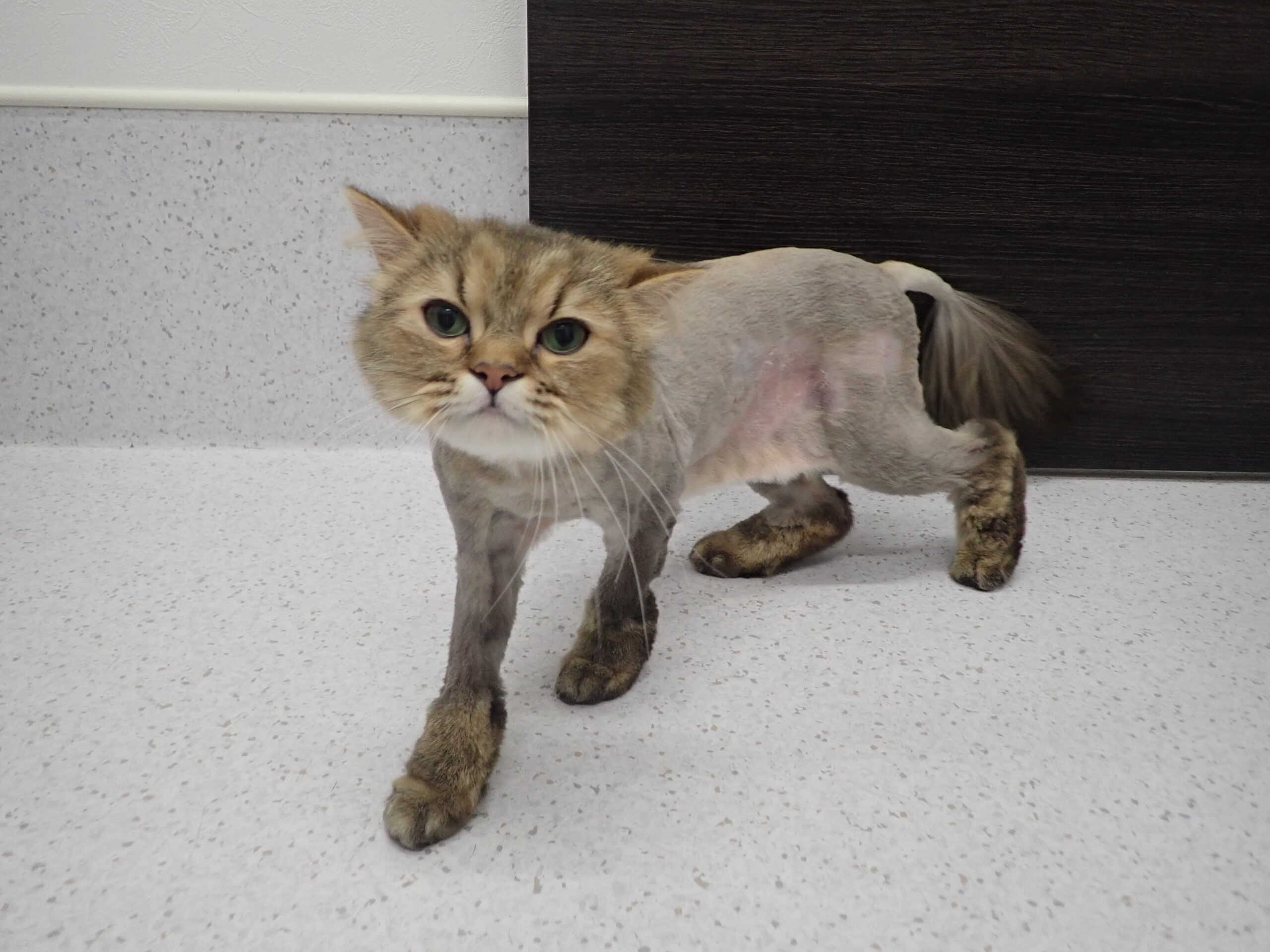 猫にトリミングって必要なの 当院のトリミングをご紹介します 市川市 浦安市の動物病院 All動物病院行徳 皮膚科 眼科
