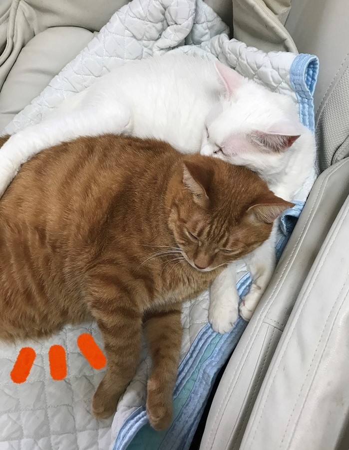 猫にトリミングって必要なの 当院のトリミングをご紹介します 市川市 浦安市の動物病院 All動物病院行徳 皮膚科 眼科