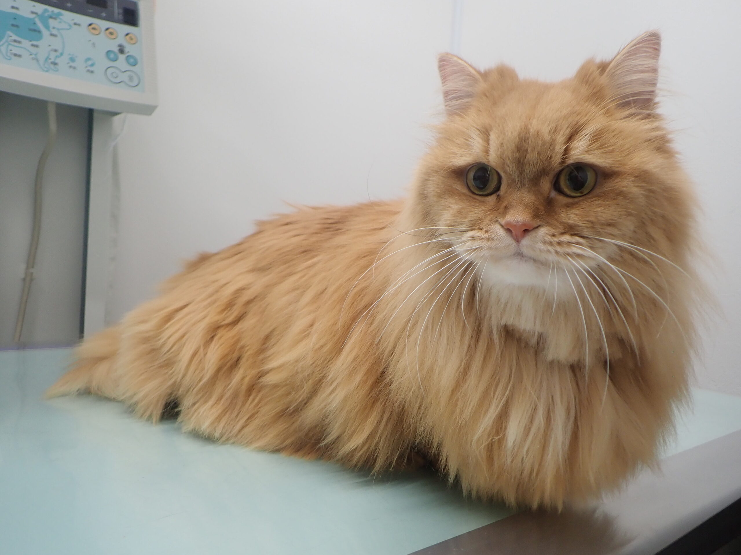 猫にトリミングって必要なの 当院のトリミングをご紹介します 市川市 浦安市の動物病院 All動物病院行徳 皮膚科 眼科