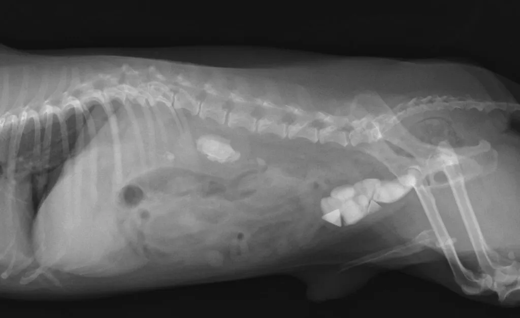 命を落とすこともある怖い病気、犬や猫の尿管結石について解説し
