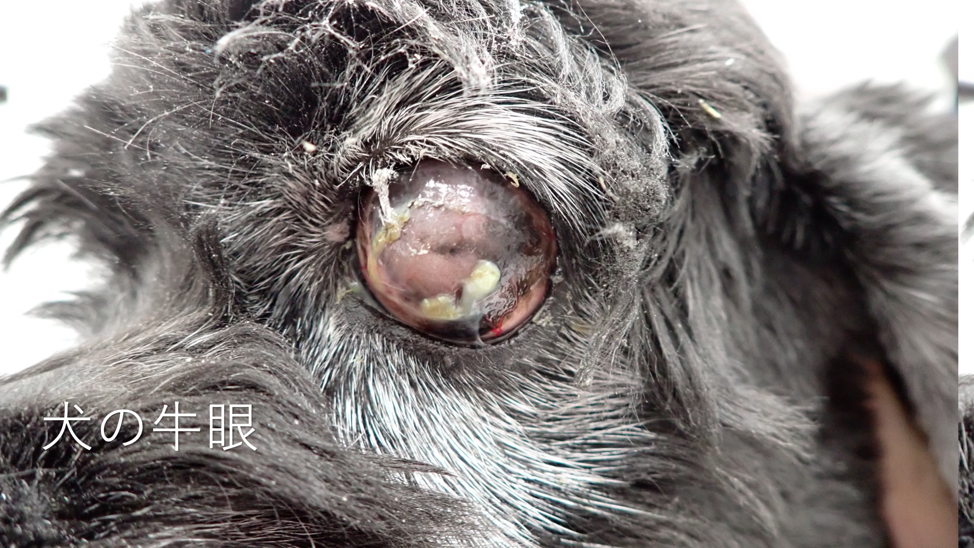 失明の可能性もある怖い病気 緑内障について解説します 市川市 浦安市の動物病院 All動物病院行徳 皮膚科 眼科