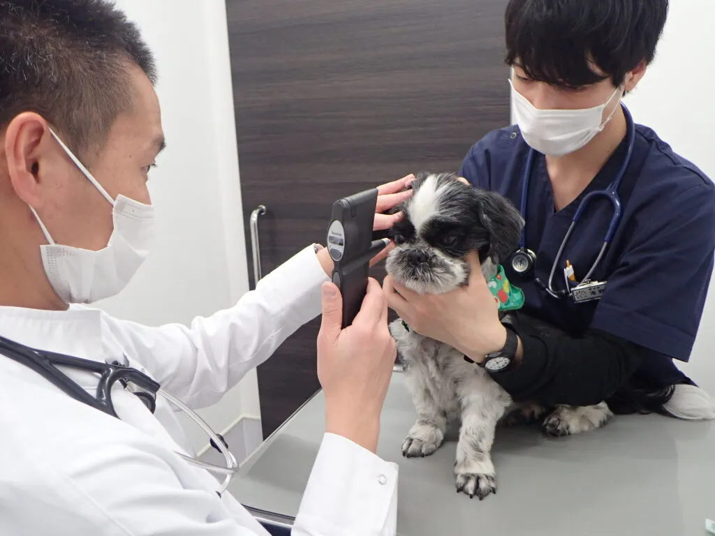 失明の可能性もある怖い病気！犬や猫の緑内障について解説します