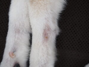 皮膚が擦れてしまった犬の脚