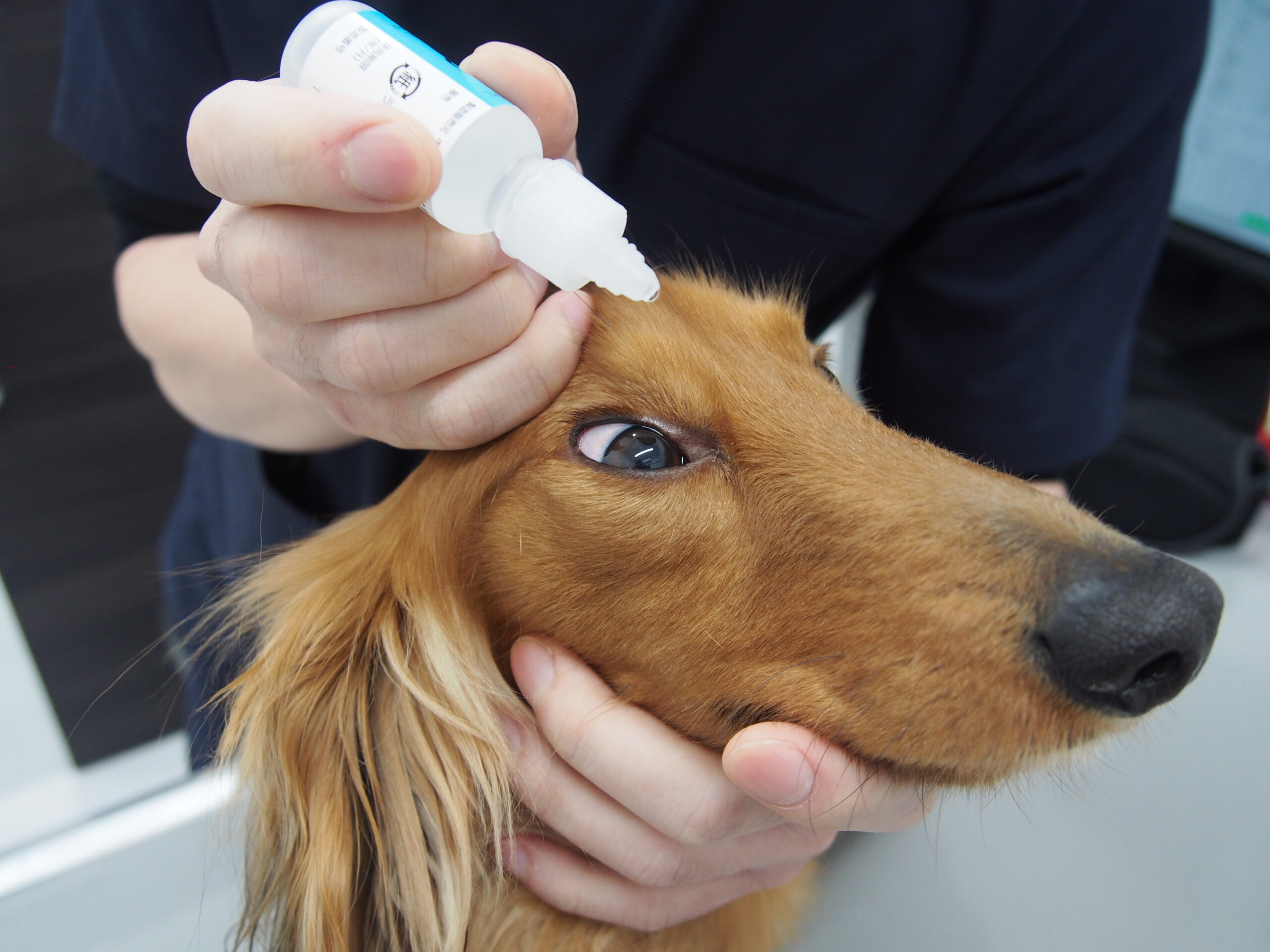 犬猫の目薬の差し方のコツを解説します 市川市 浦安市の動物病院 All動物病院行徳 皮膚科 眼科