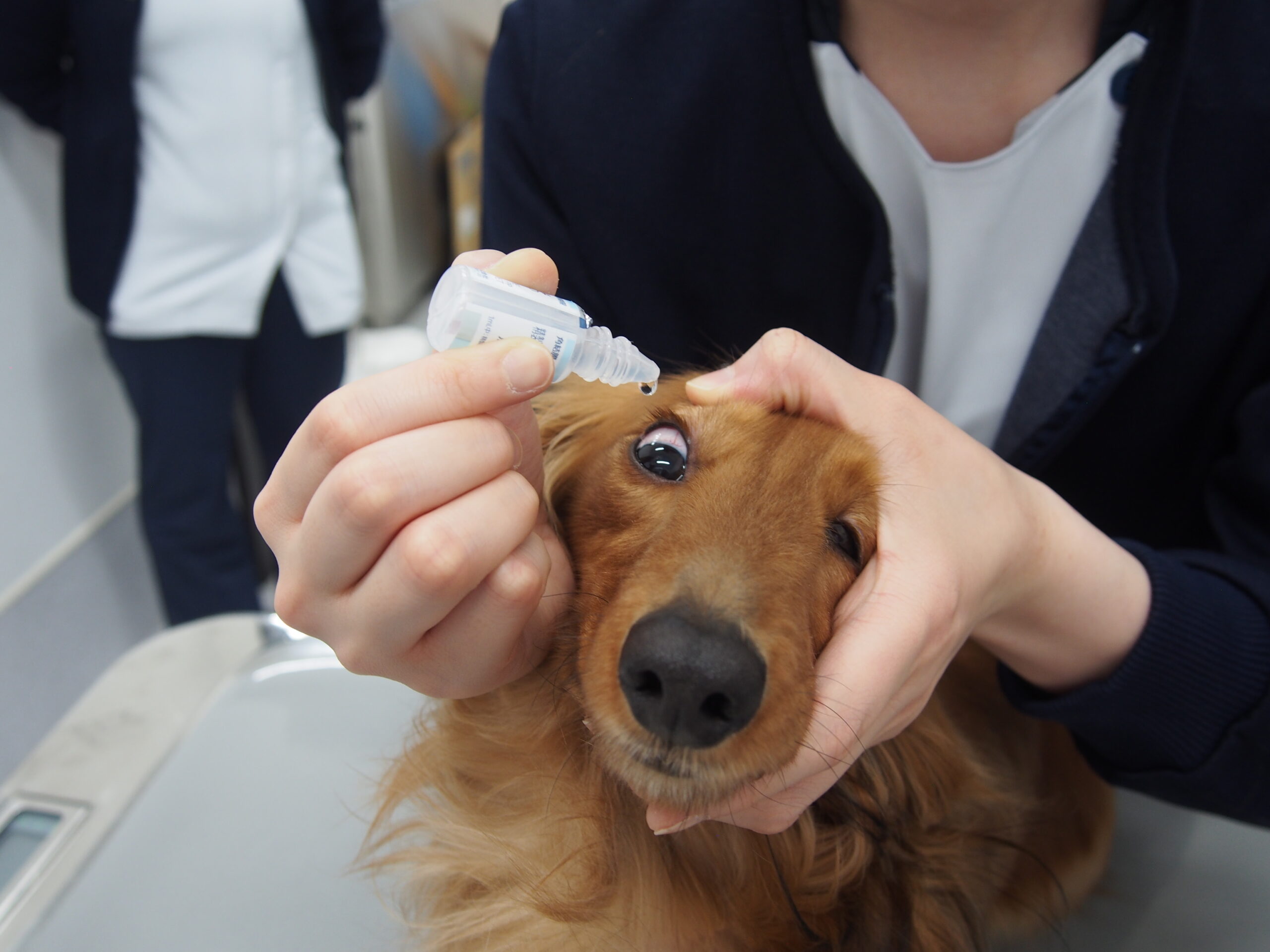 犬猫の目薬の差し方のコツを解説します 市川市 浦安市の動物病院 All動物病院行徳 皮膚科 眼科