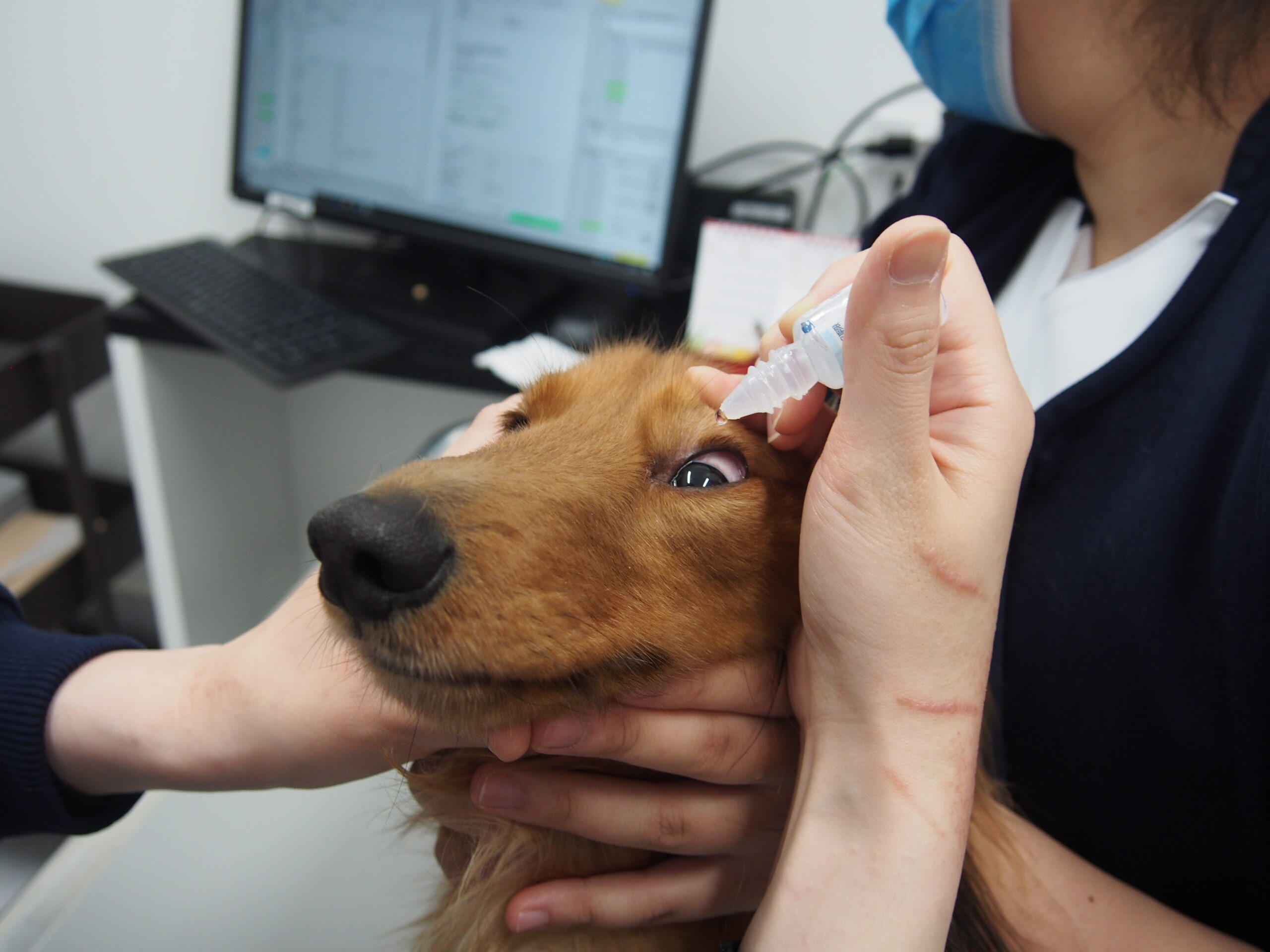 犬猫の目薬の差し方のコツを解説します 市川市 浦安市の動物病院 All動物病院行徳 皮膚科 眼科