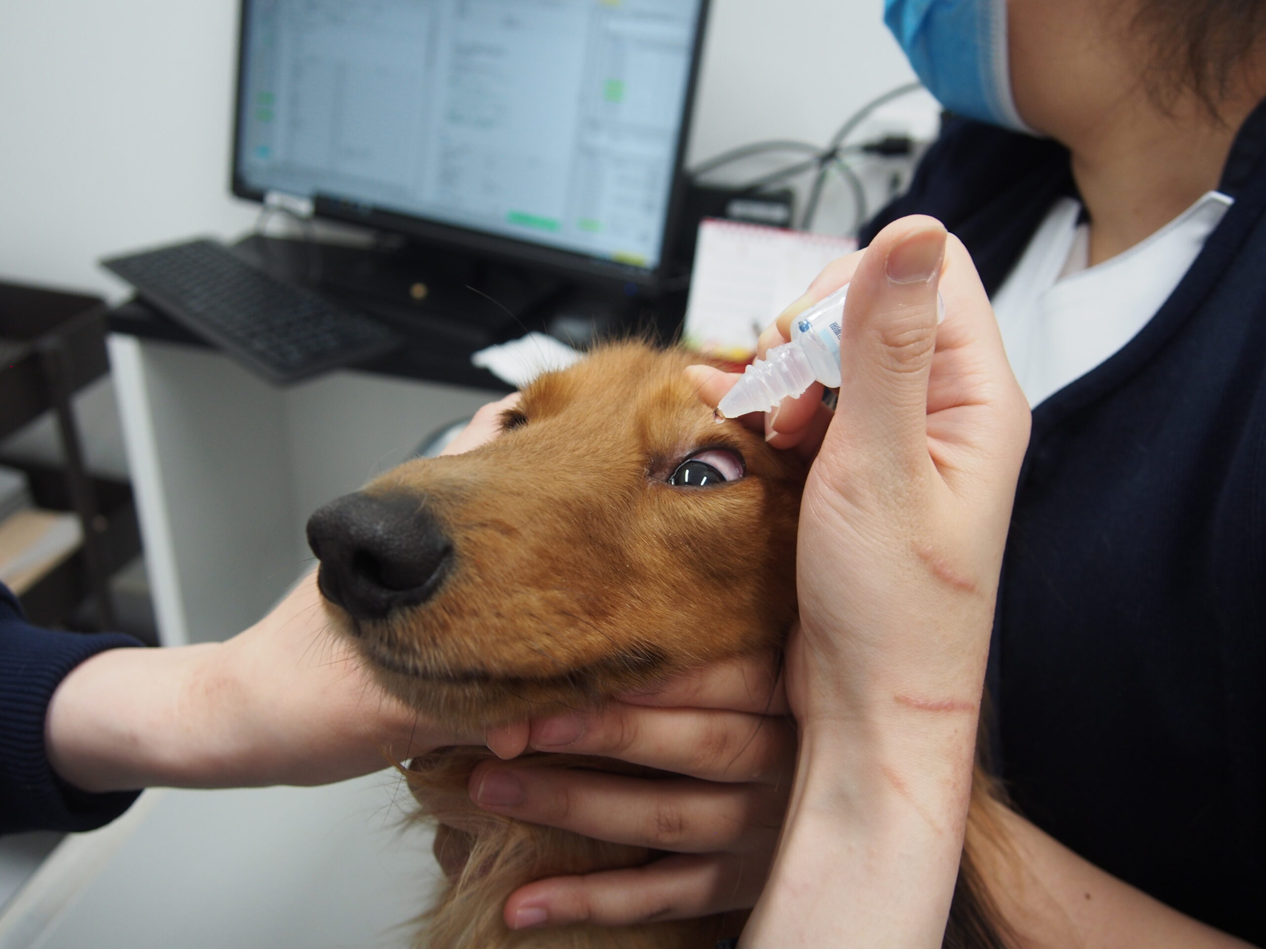 犬猫の目薬の差し方のコツを解説します 市川市 浦安市の動物病院 All動物病院行徳 皮膚科 眼科 犬猫の目薬の差し方のコツを解説します 市川市 浦安市の動物病院 All動物病院行徳 皮膚科 眼科
