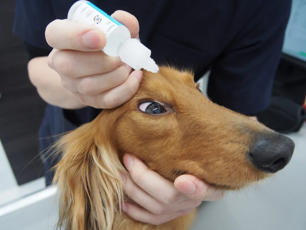 点眼されている犬の画像