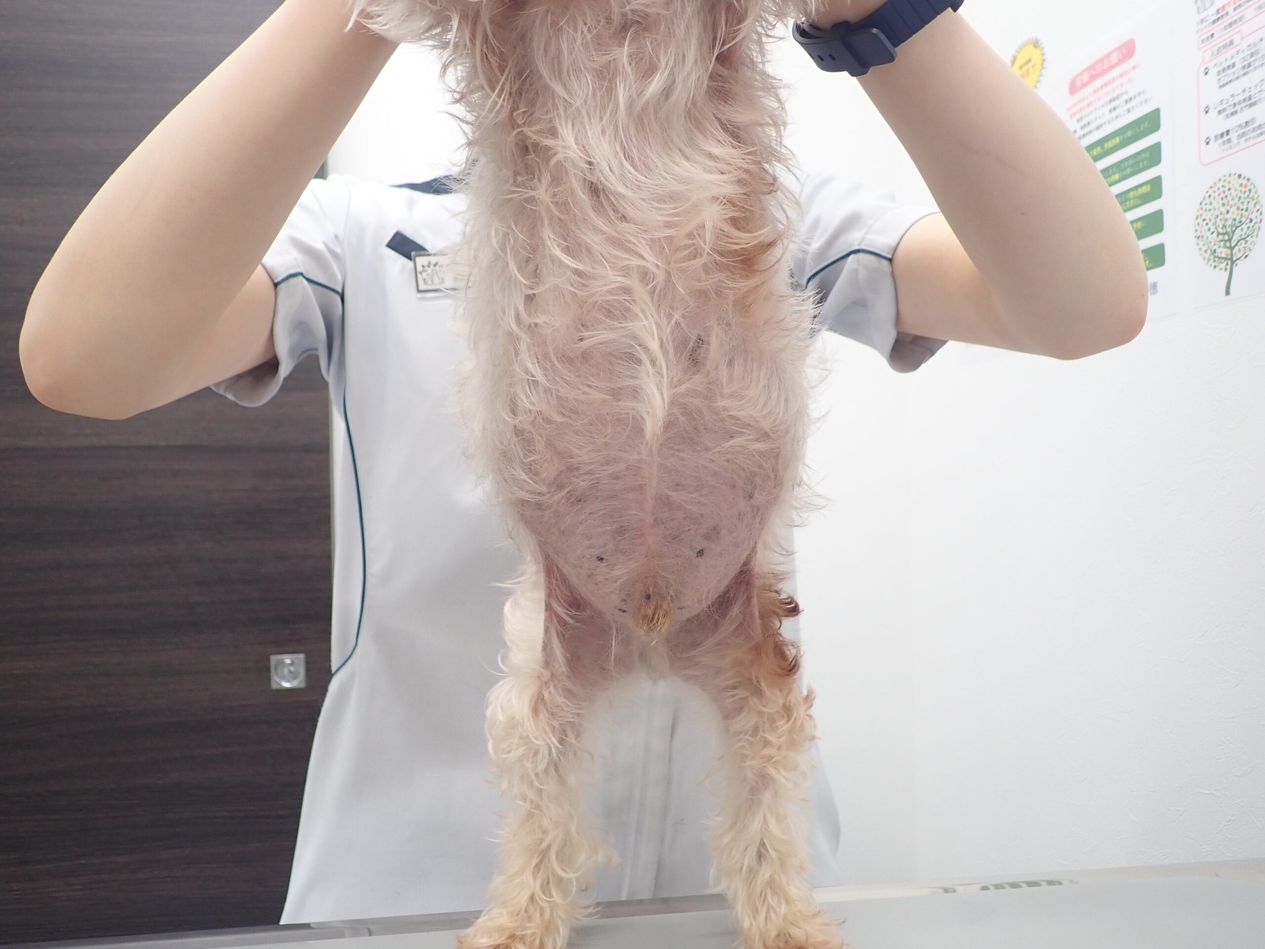 最近おしっこ増えたかも それって病気のサインかも 市川市 浦安市の動物病院 All動物病院行徳 皮膚科 眼科