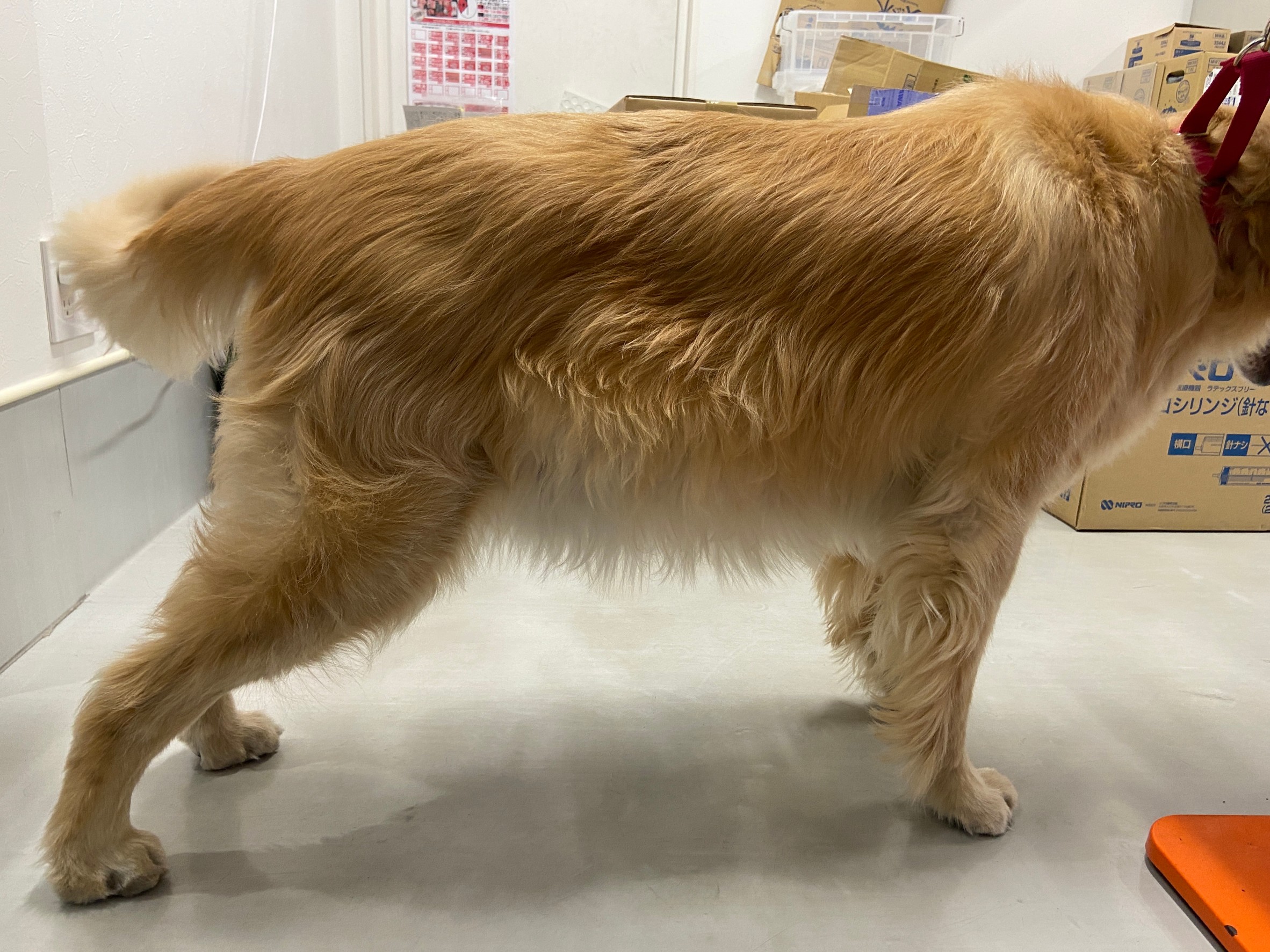 嘔吐 下痢が治らない そんな症状ありませんか 炎症性腸疾患 Ibd についてご説明します 市川市 浦安市の動物病院 All動物病院行徳 皮膚科 眼科