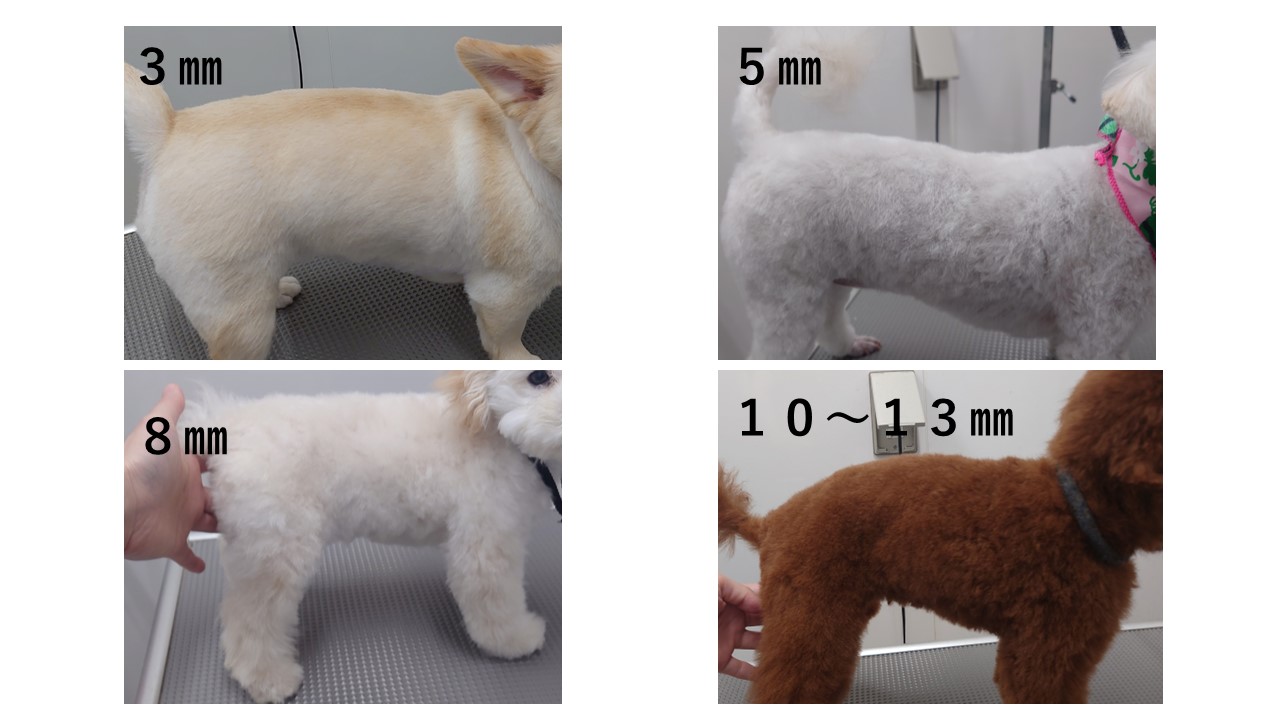 トリミングの時にどんなカットにしていますか いろいろなカットを紹介します 市川市 浦安市の動物病院 All動物病院行徳 皮膚科 眼科 トリミングの時にどんなカットにしていますか いろいろなカットを紹介します 市川市 浦安市の動物病院 All動物病院行徳 皮膚科 眼科