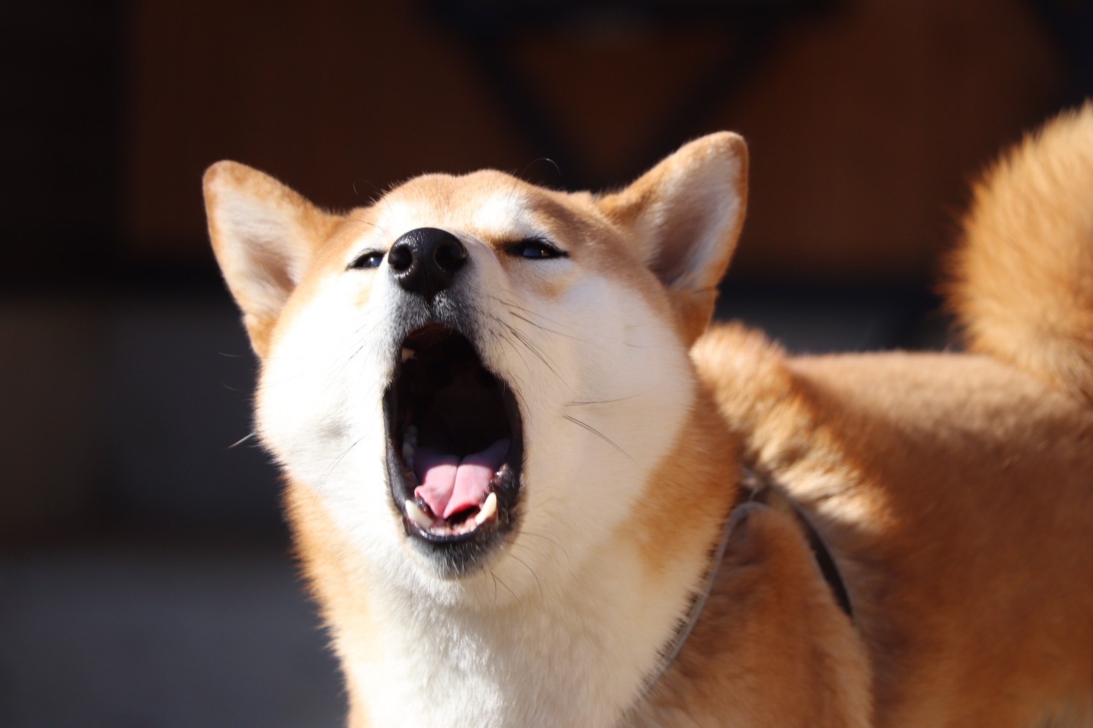 無駄吠えする理由は何 理由やしつけ方お教えいたします 市川市 浦安市の動物病院 All動物病院行徳 皮膚科 眼科