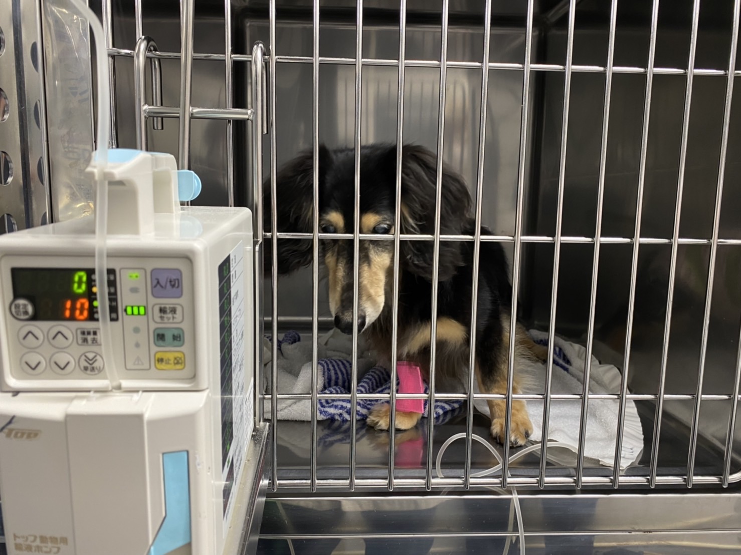 膵炎をご存知ですか 犬猫の怖い病気の一つ 膵炎 を解説します 市川市 浦安市の動物病院 All動物病院行徳 皮膚科 眼科