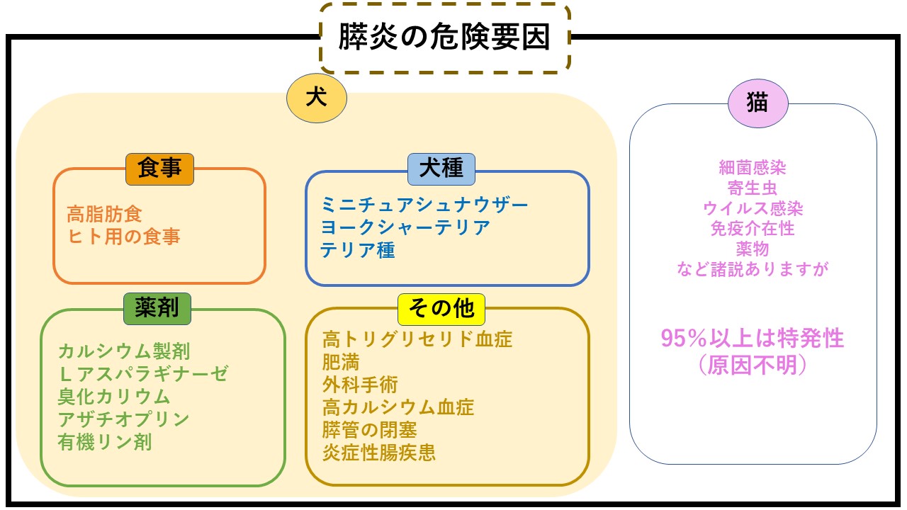膵炎をご存知ですか 犬猫の怖い病気の一つ 膵炎 を解説します 市川市 浦安市の動物病院 All動物病院行徳 皮膚科 眼科