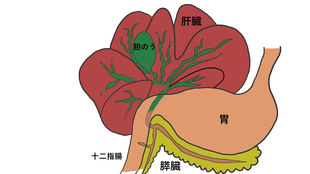 膵炎をご存知ですか 犬猫の怖い病気の一つ 膵炎 を解説します 市川市 浦安市の動物病院 All動物病院行徳 皮膚科 眼科