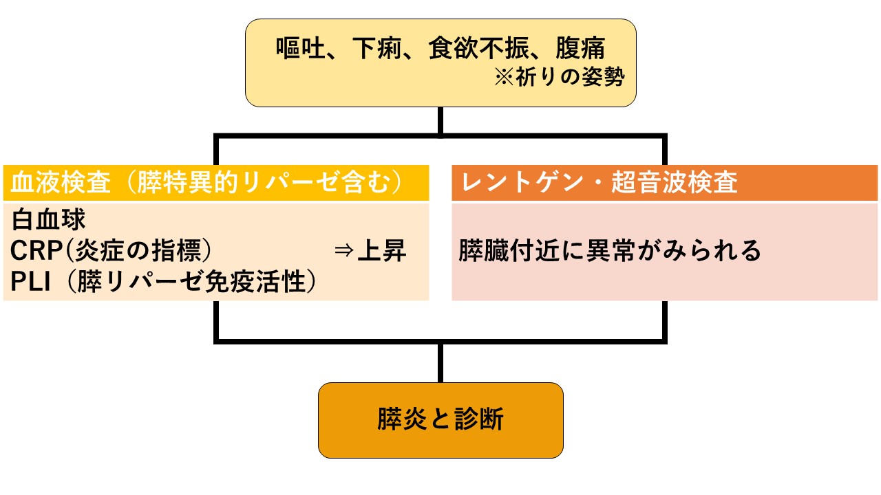 膵炎をご存知ですか 犬猫の怖い病気の一つ 膵炎 を解説します 市川市 浦安市の動物病院 All動物病院行徳 皮膚科 眼科