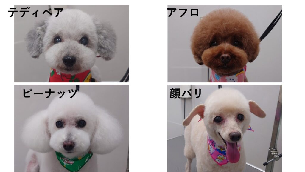 トリミングの時にどんなカットにしていますか?いろいろな犬のカットを紹介します! | 市川市・鎌ケ谷市の動物病院『ALL動物病院グループ』皮膚科/腫瘍科