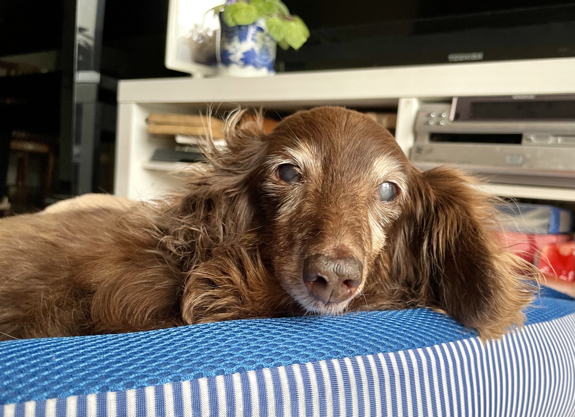 無駄吠えする理由は何 理由やしつけ方お教えいたします 市川市 浦安市の動物病院 All動物病院行徳 皮膚科 眼科