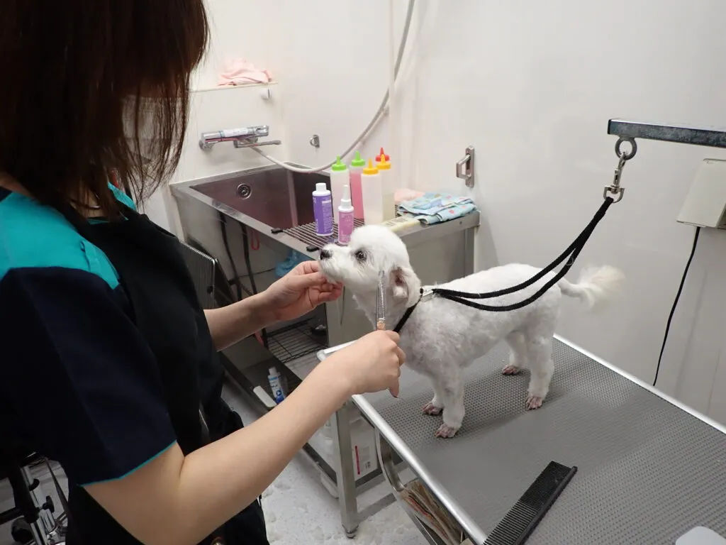 トリミングされている犬の画像