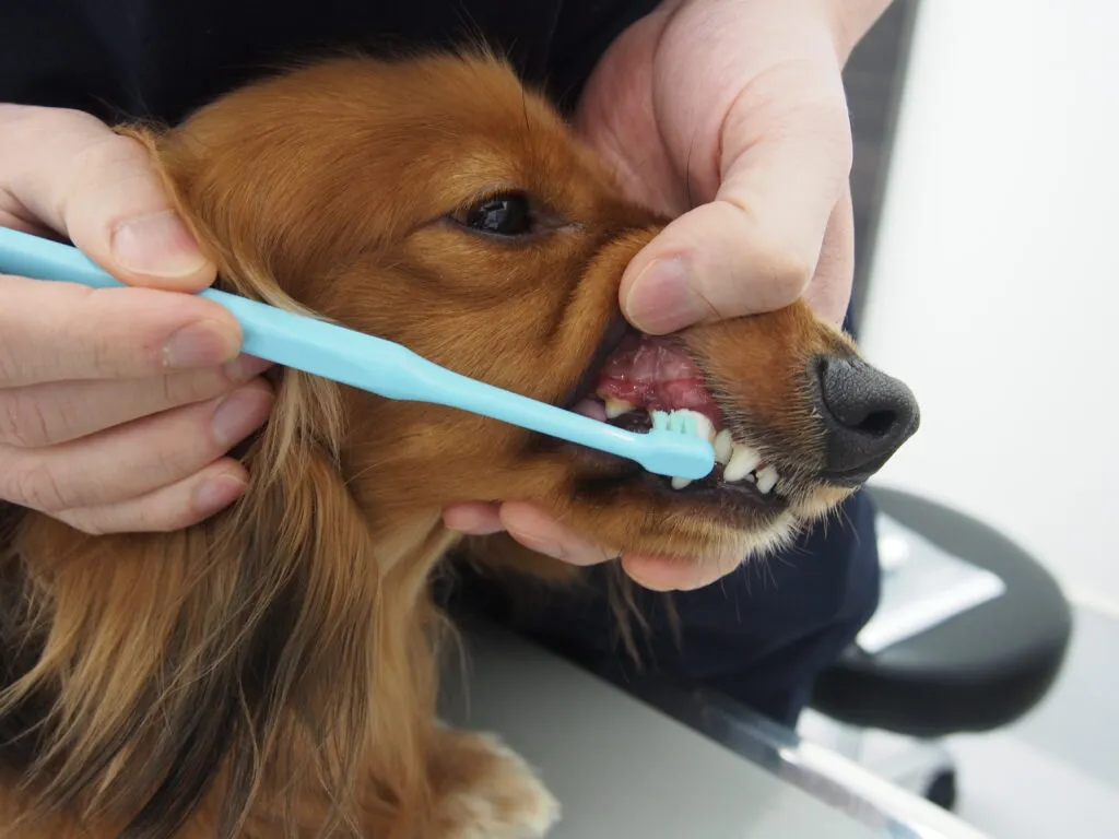 歯磨き中の犬の画像