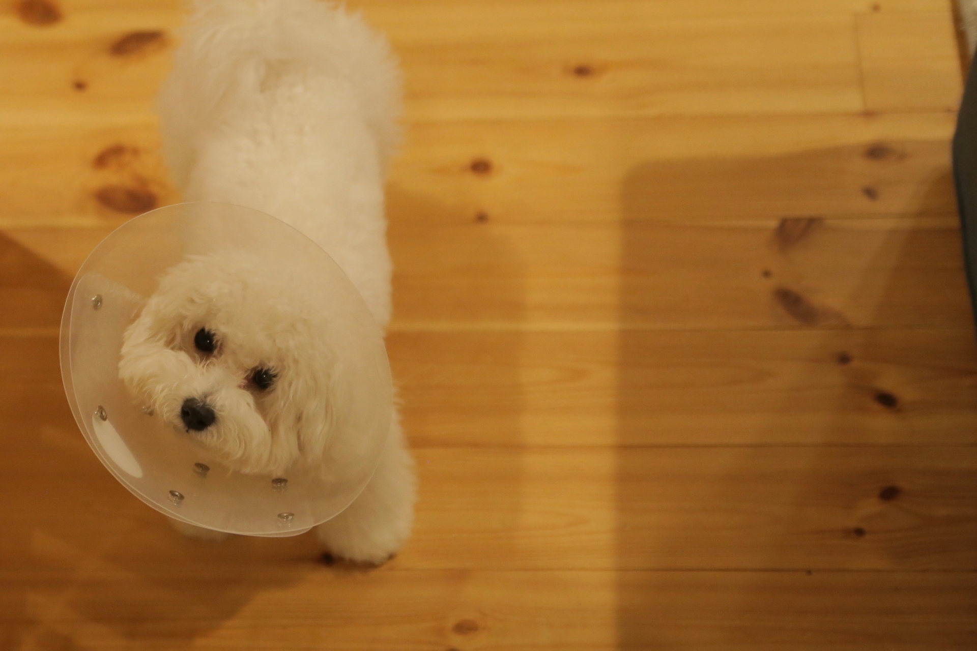 犬と猫のエリザベスカラーと術後服の目的は？徹底比較してみました！