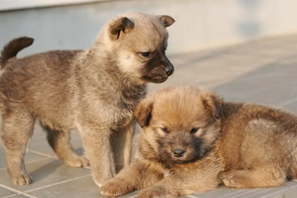 戯れる子犬の画像