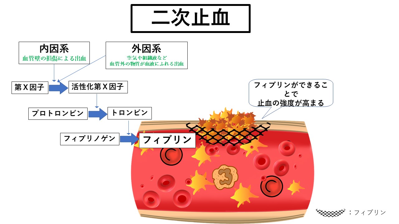 犬や猫に急にできた青あざ、血液が固まらないサインかもしれません！
