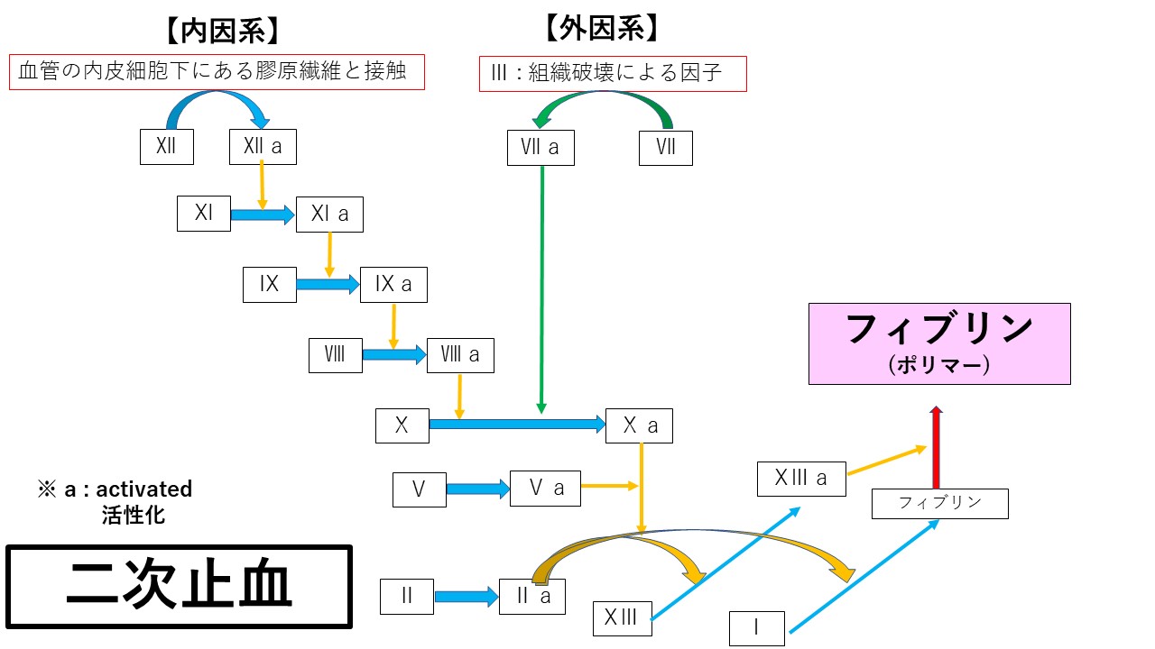 隠れた病気が潜んでいることも！？犬や猫でも起こる気づきにくい出血や止血機能障害とは？