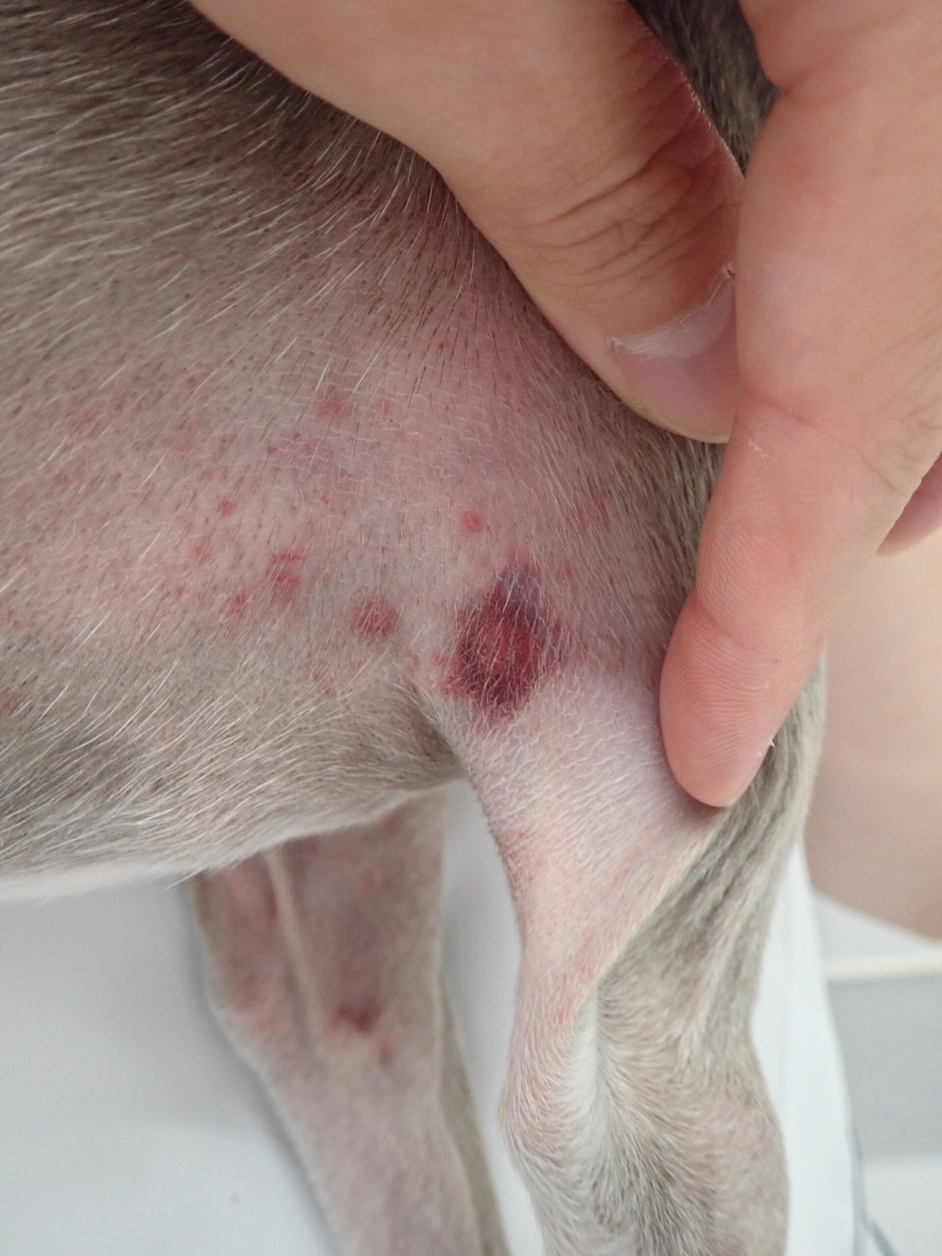 隠れた病気が潜んでいることも！？犬や猫でも起こる気づきにくい出血や止血機能障害とは？