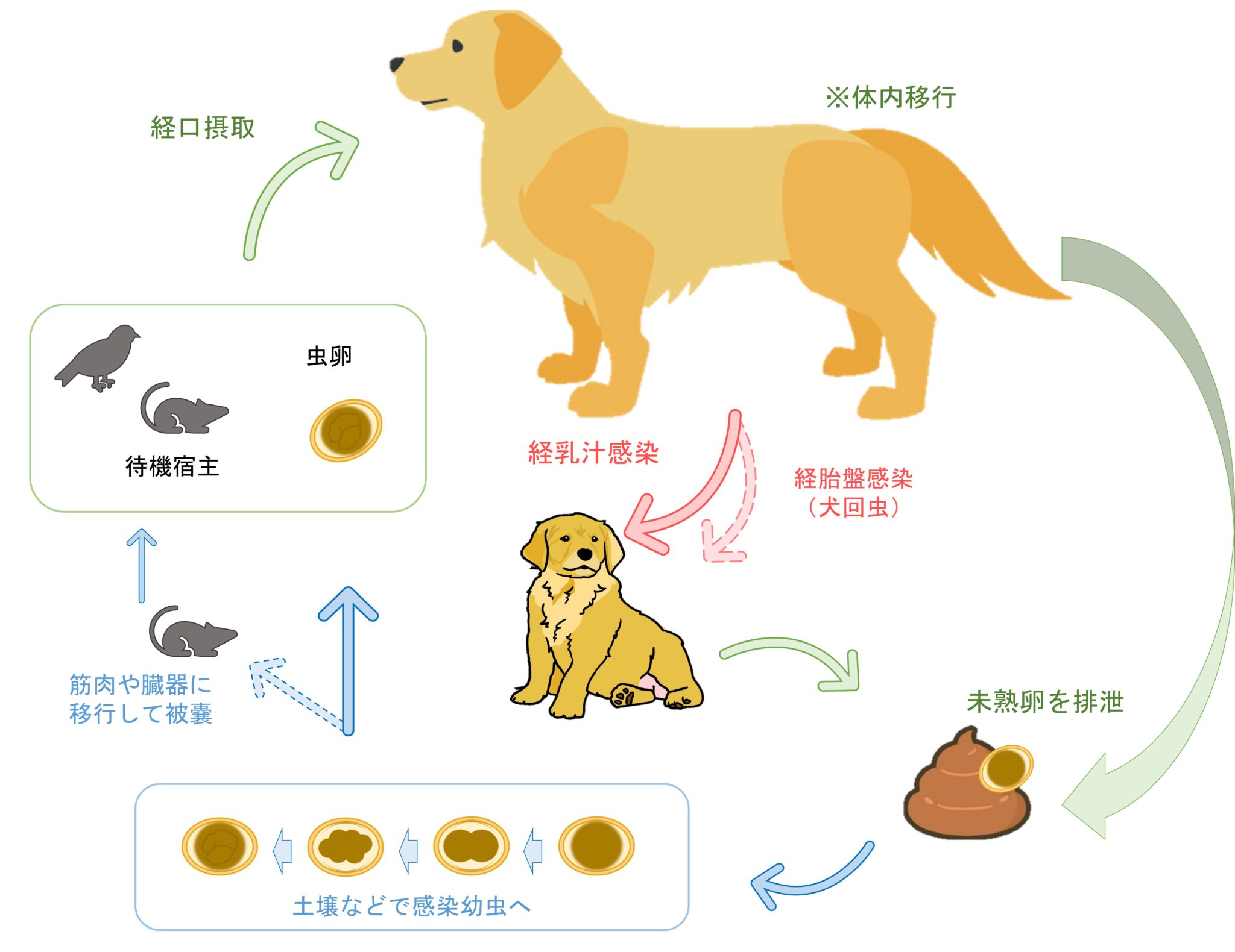 助子寄生虫 _ 白子に寄生虫が食べたら – SSDH