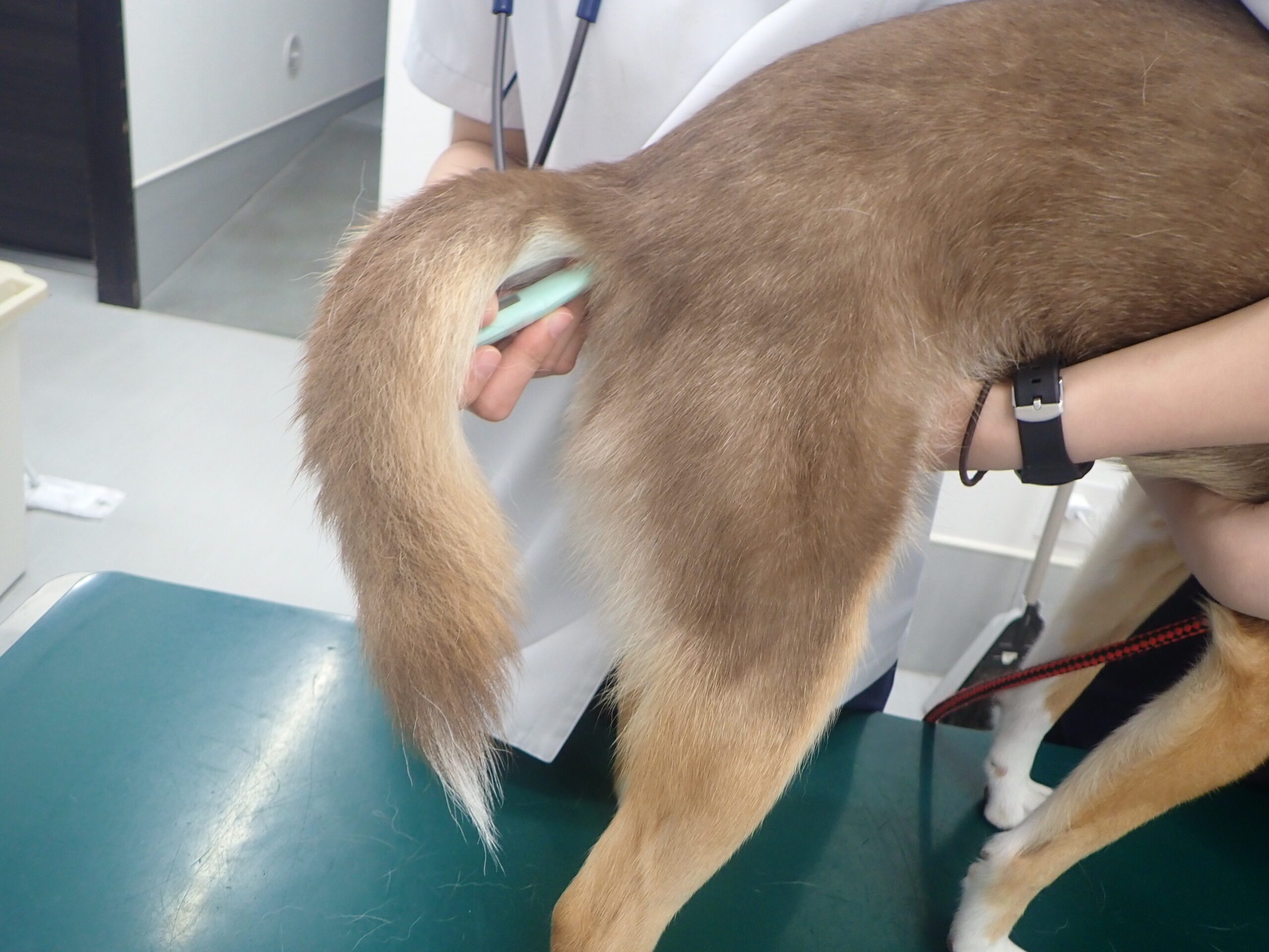 犬 熱 測り 方