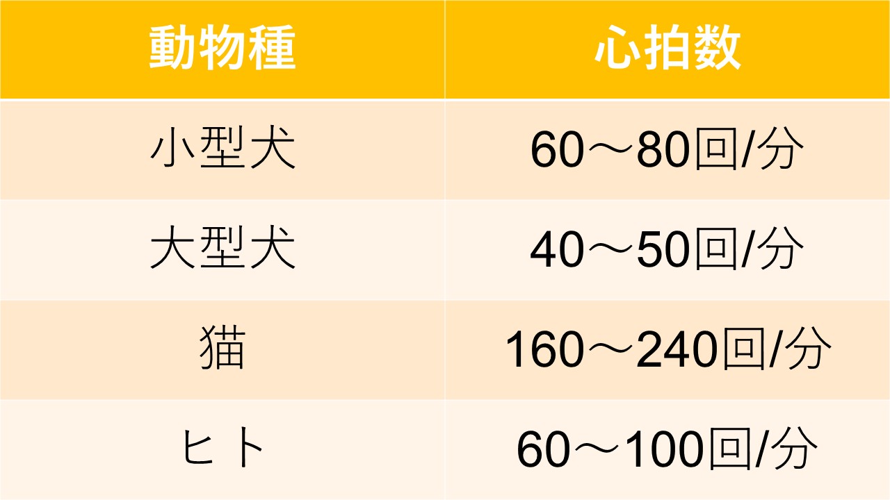 猫 呼吸 数