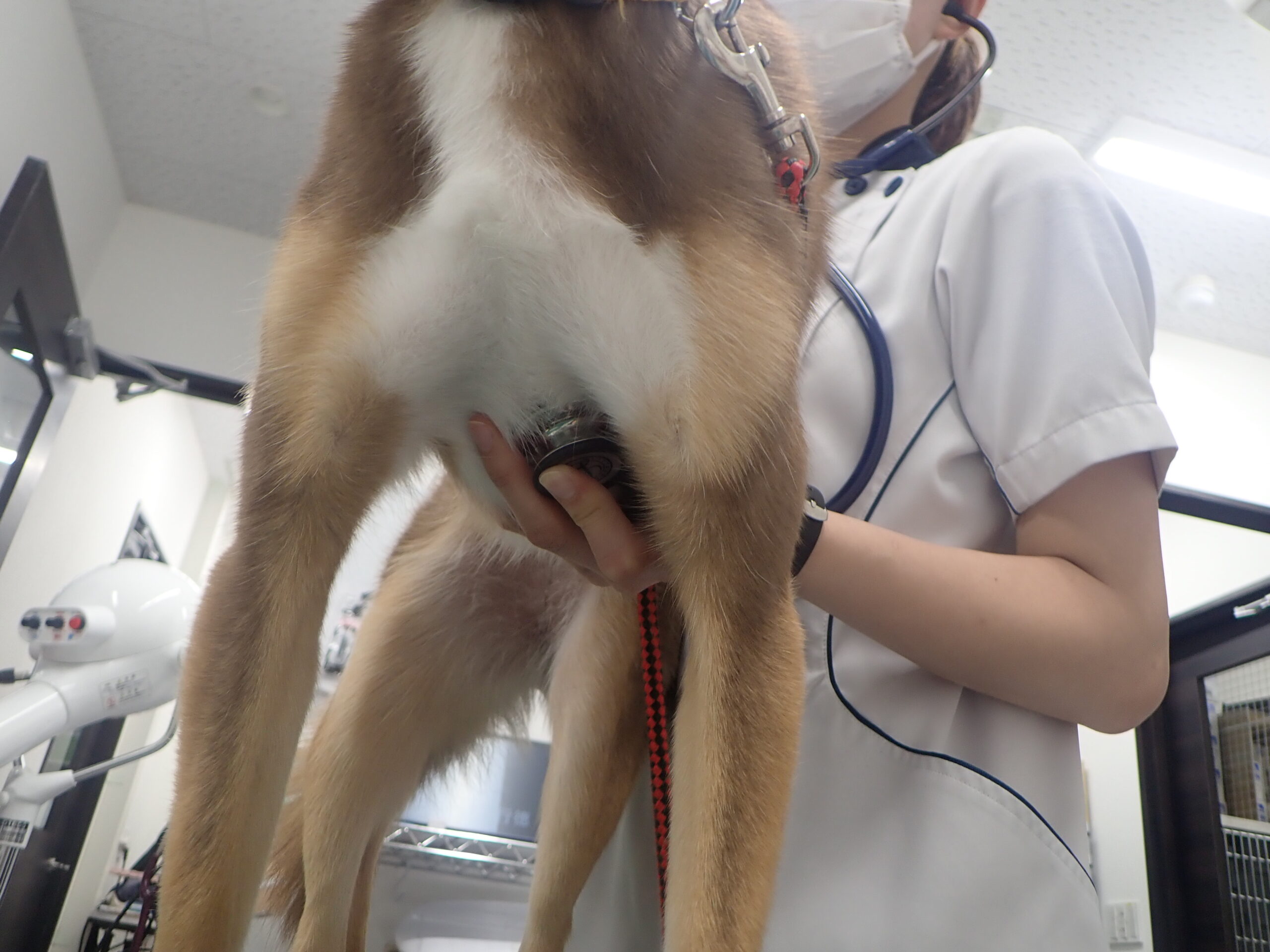 犬 熱 測り 方