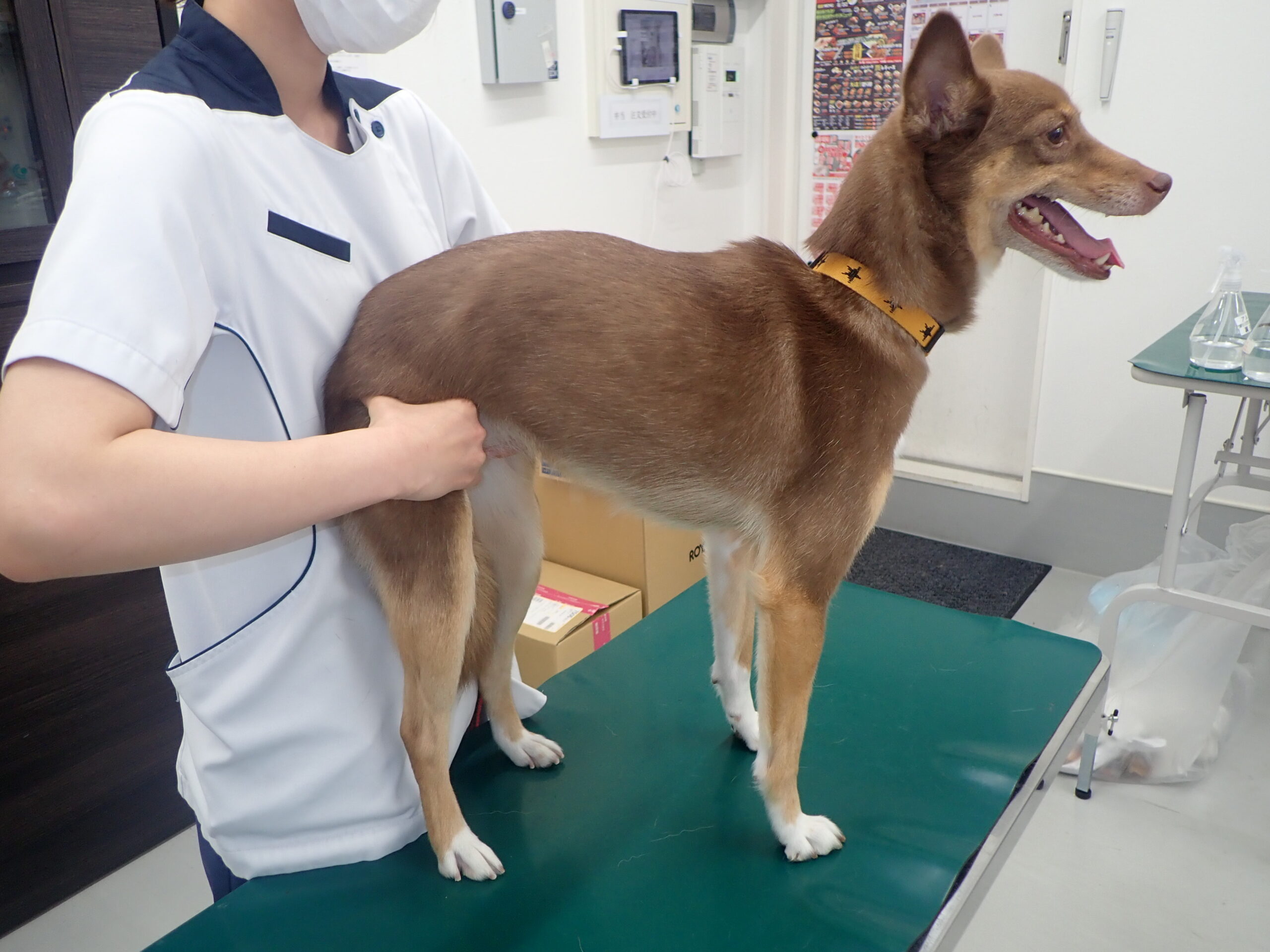犬 の 熱 の 測り 方