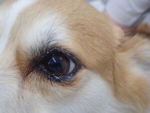 【獣医師監修】犬が涙を流すのはなぜ？原因と対処について解説します