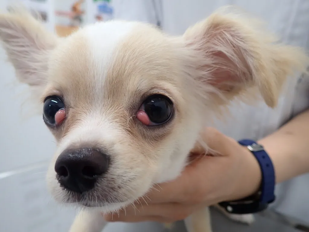 犬や猫の目頭が赤く腫れて内側から飛び出している！その症状、チェリーアイかもしれません！