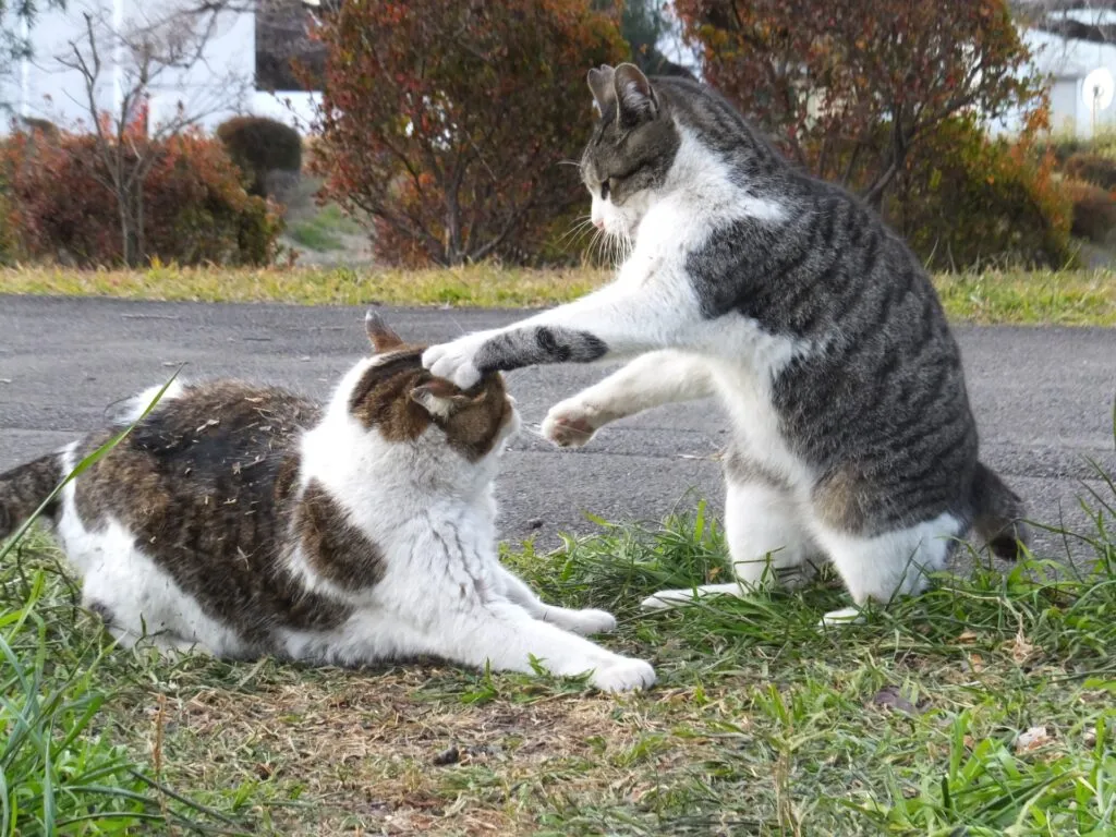 FIV感染症　猫にもエイズがあるって知っていますか？
