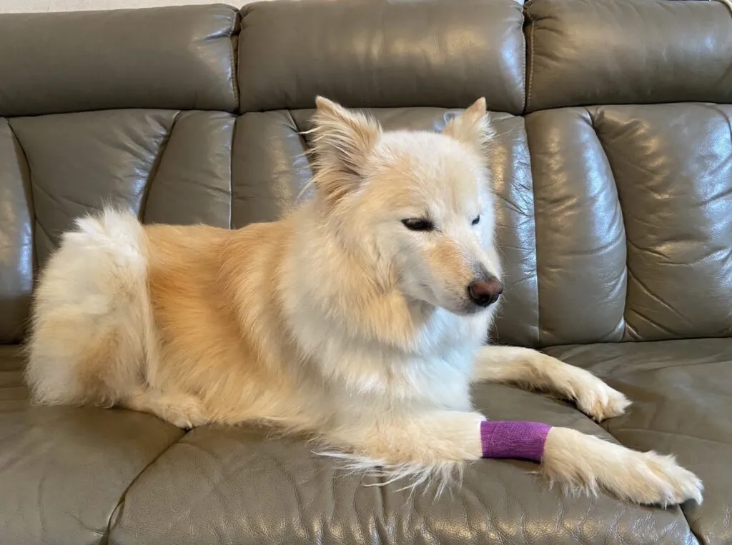 右足に紫色のテープを巻いた、大きい白い犬の画像