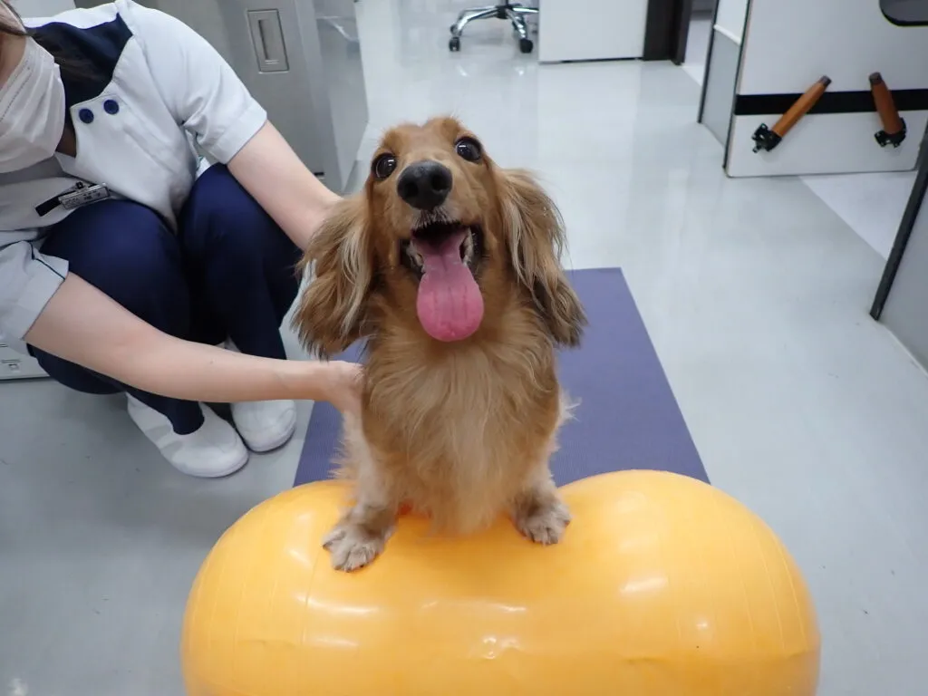 犬のリハビリテーション 犬のリハビリテーションで使用する道具を紹介します！ | 市川市