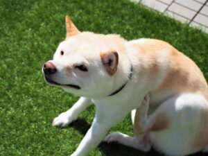 【獣医師監修】犬のフケの原因とは？病気のサイン？予防と対策も解説します