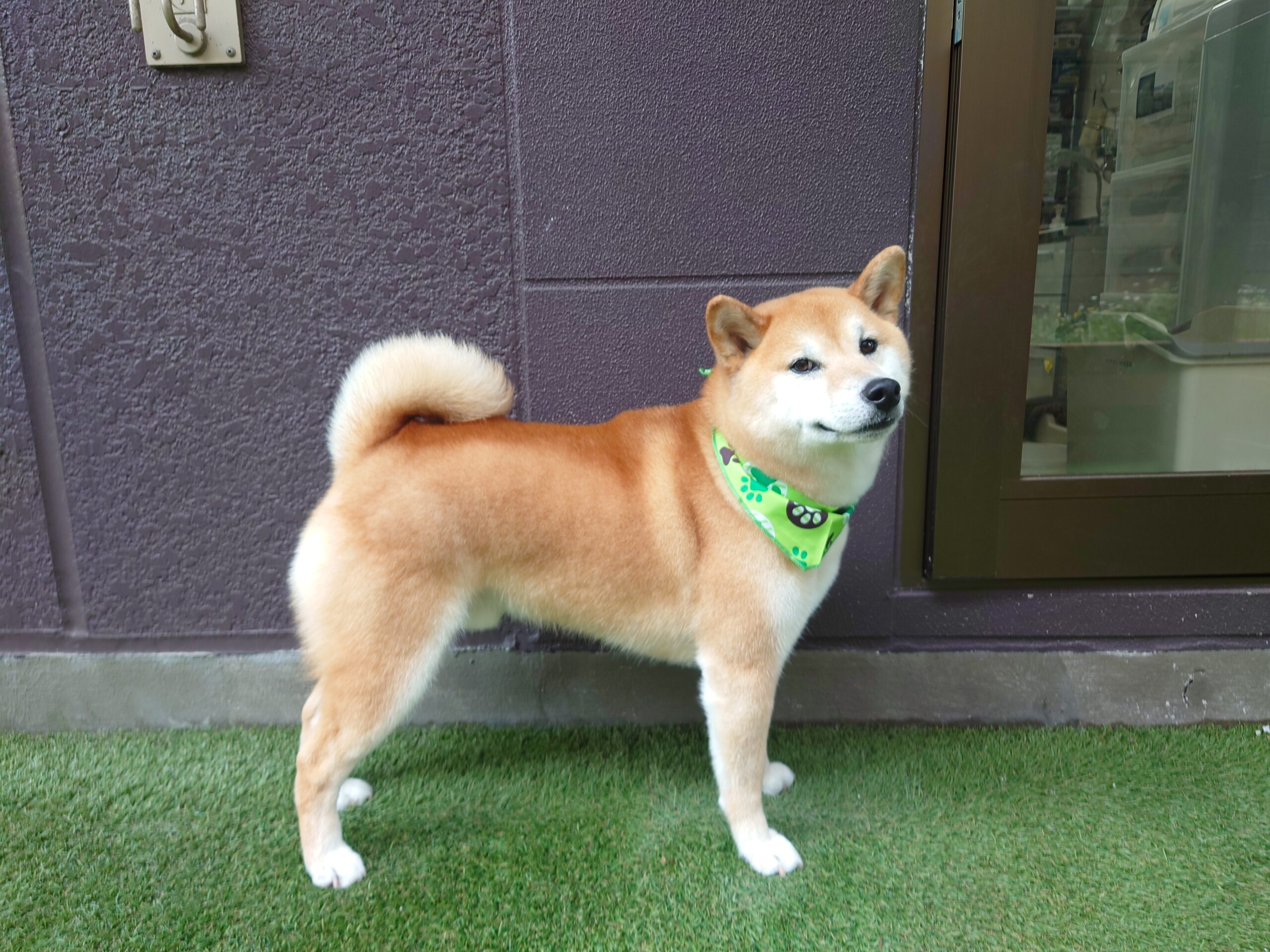 動物病院が教える】柴犬の特徴・性格・かかりやすい病気とは？