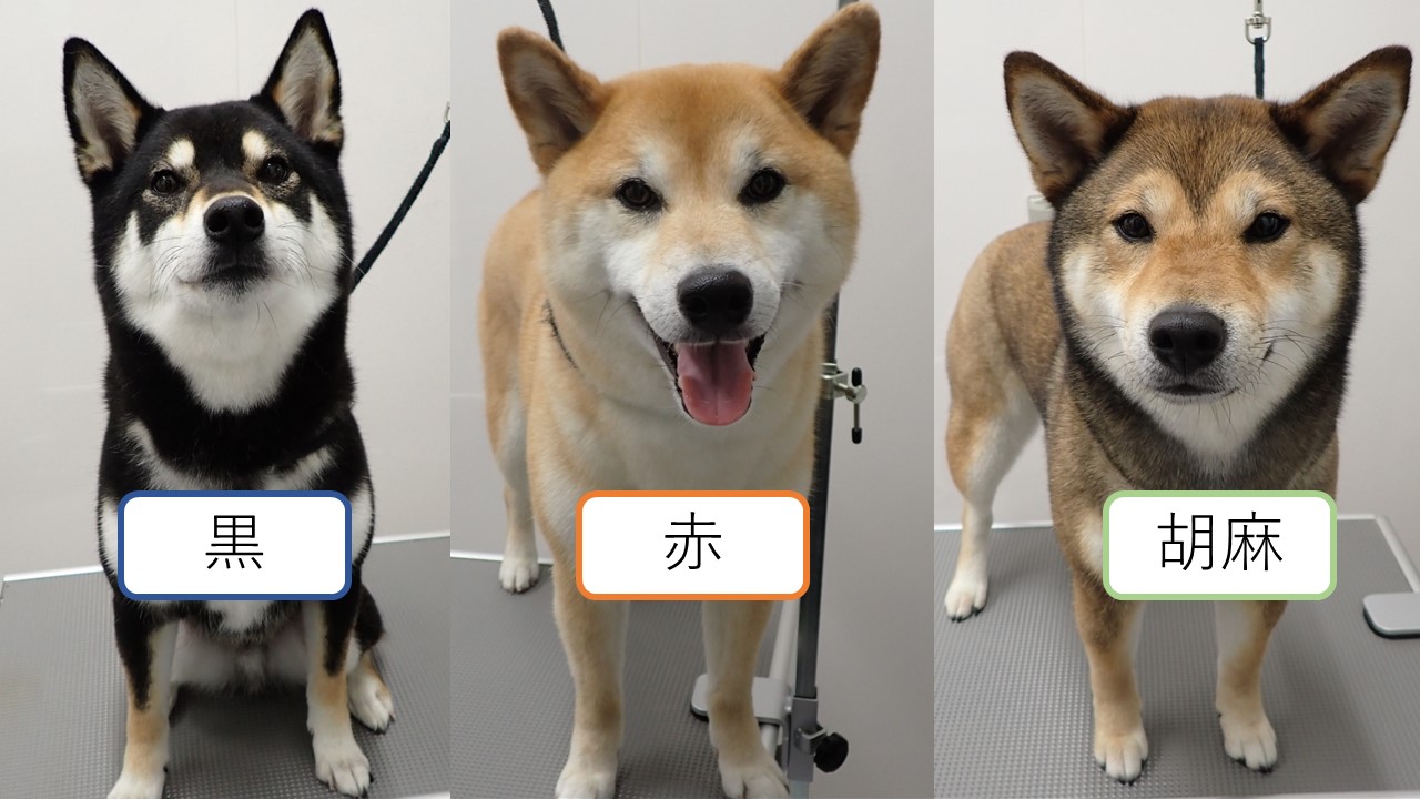 動物病院が教える】柴犬の特徴・性格・かかりやすい病気とは？