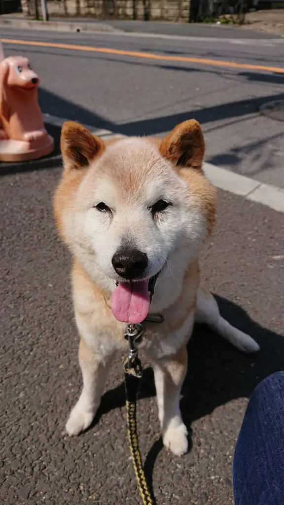 柴犬の画像