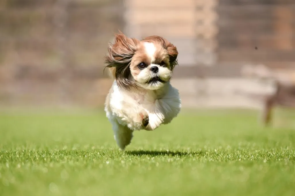 走っている犬の画像