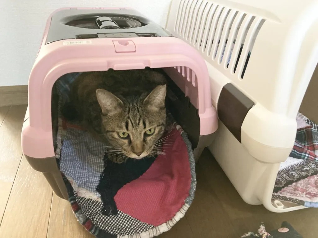 猫のストレスフリーな移動方法を伝授！動物病院と家の行き来を楽にしてあげよう