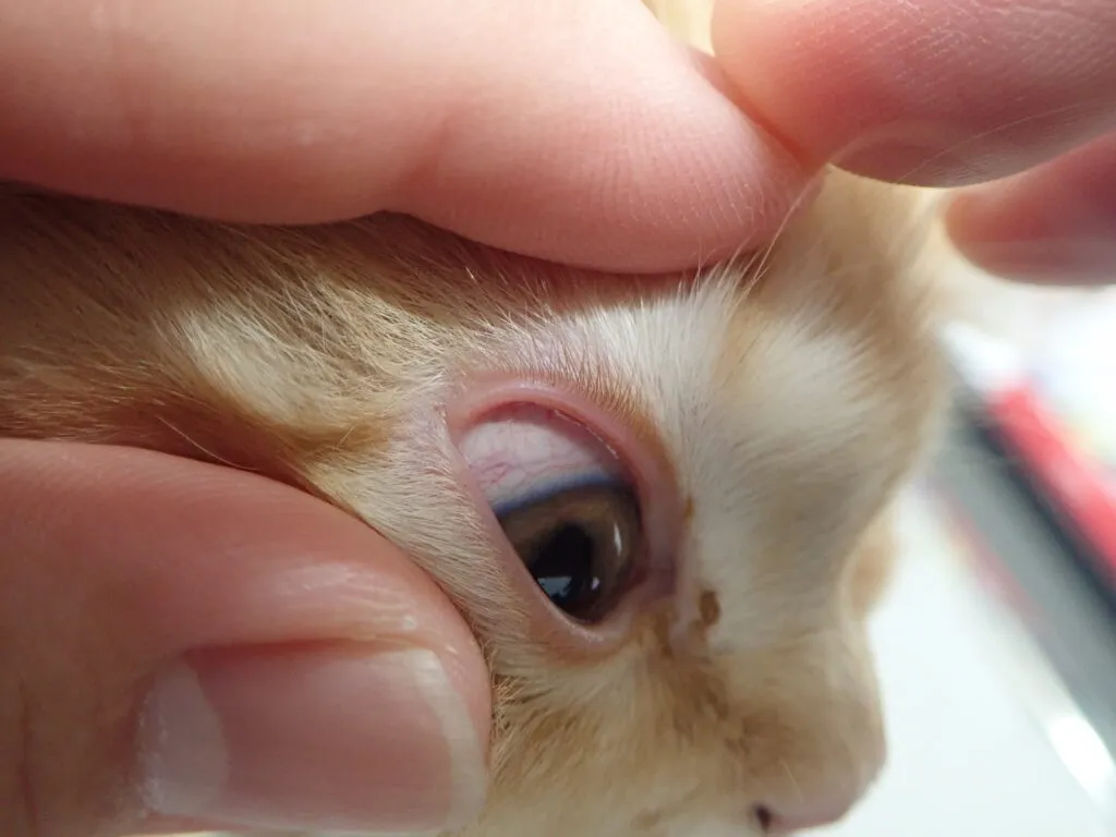 結膜充血している犬の画像