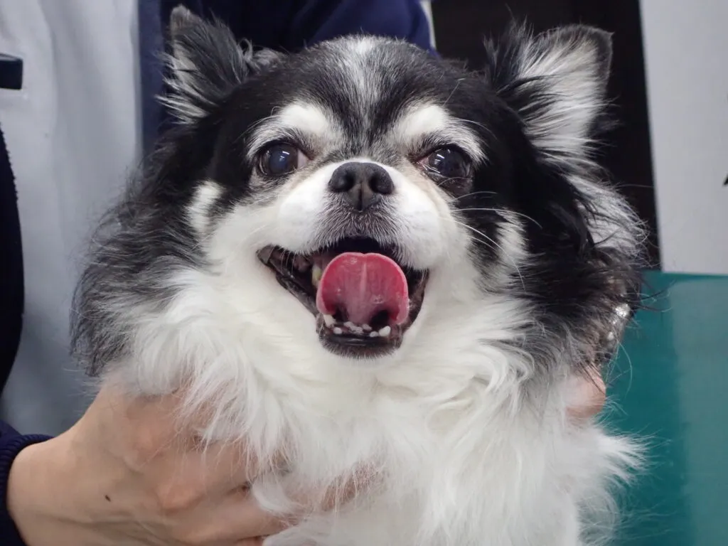 顔面神経麻痺をされている犬の画像