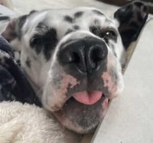 鼻血は怖い？犬と猫の鼻血のあれこれ